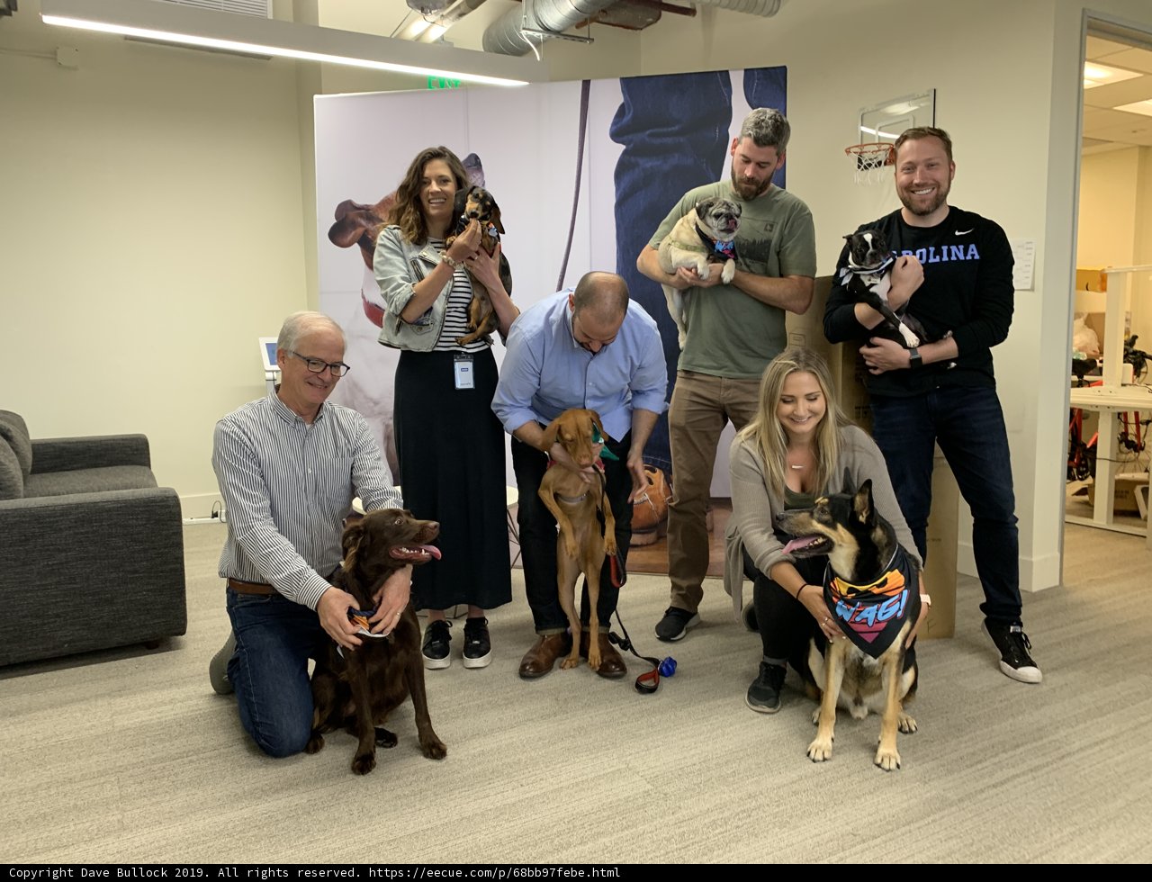 Office Dogs