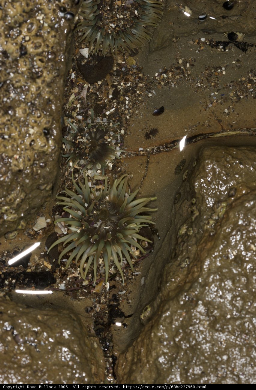 Sea Urchin on a Rocky Throne