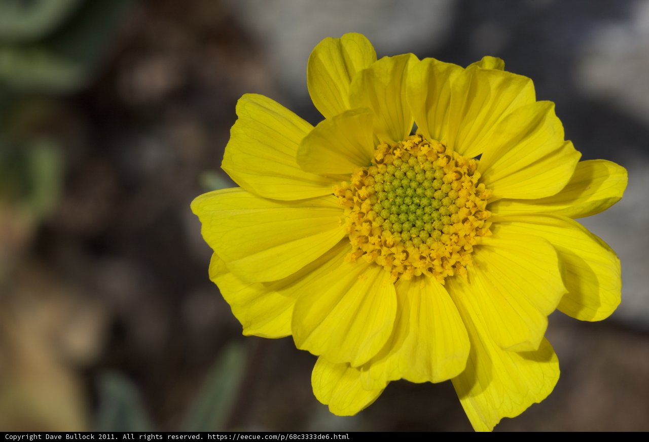 Sunshine Daisy