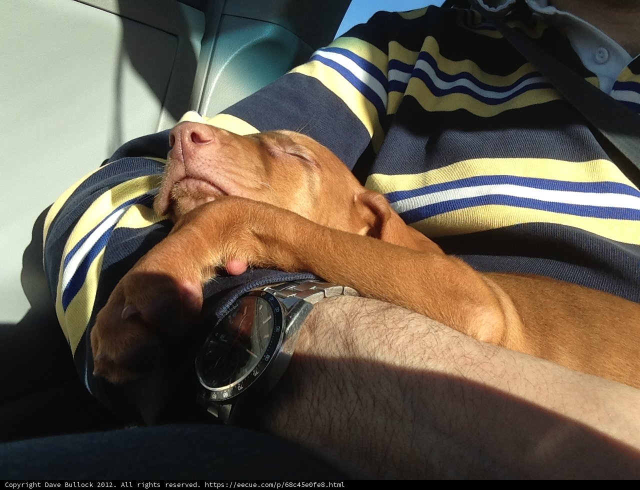 Man and his furry road trip companion