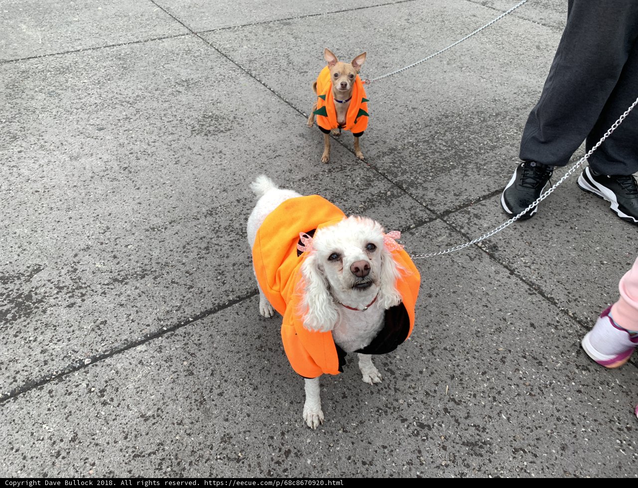 Stylish Canine Accessories
