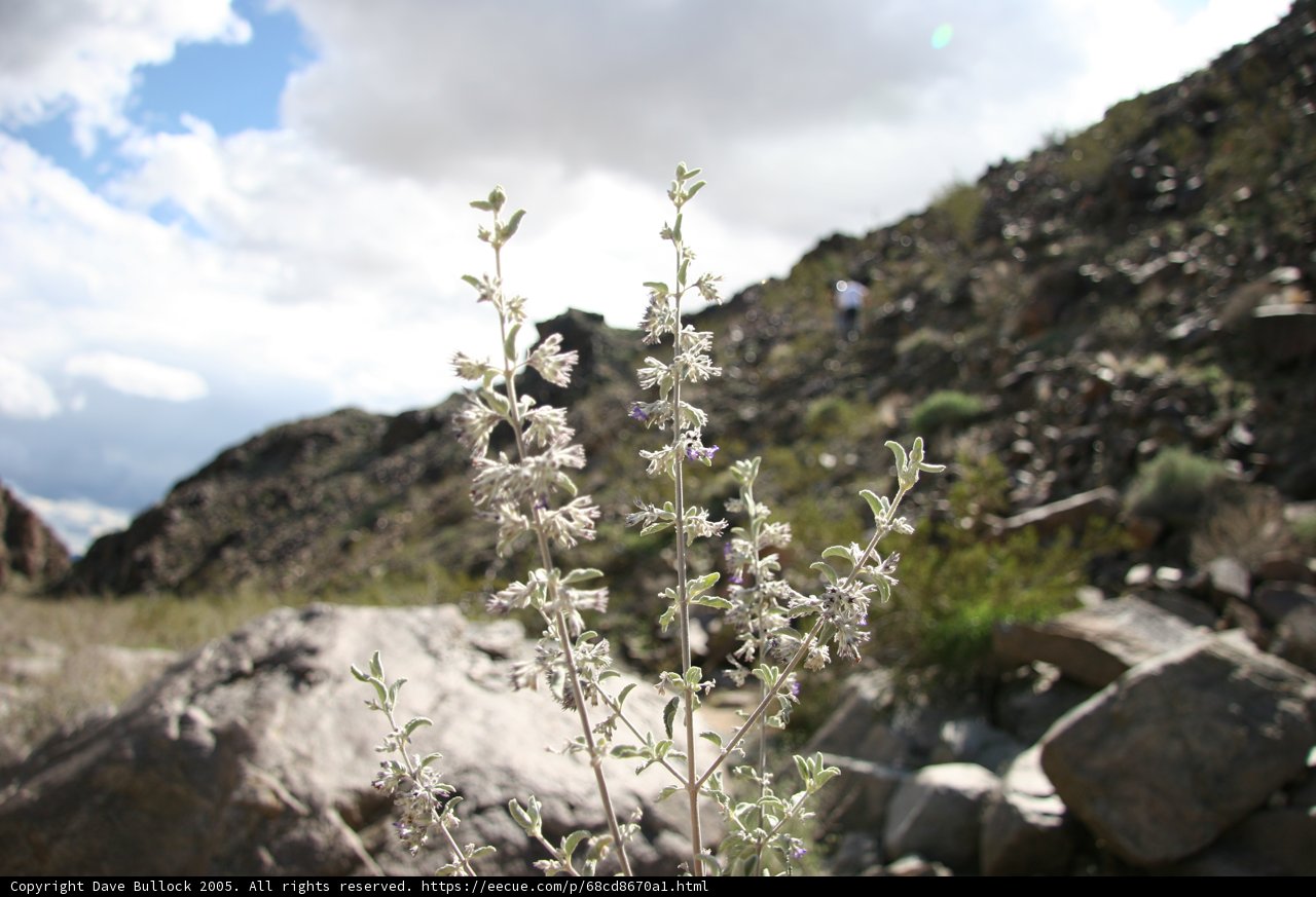 Mountain's White Beauty