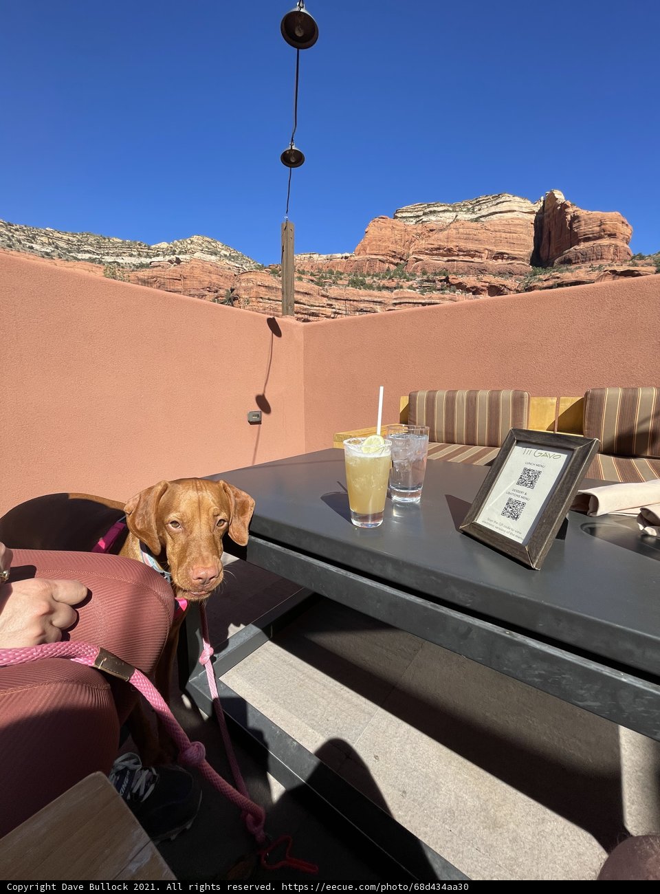 Mountain Pup Enjoys the View