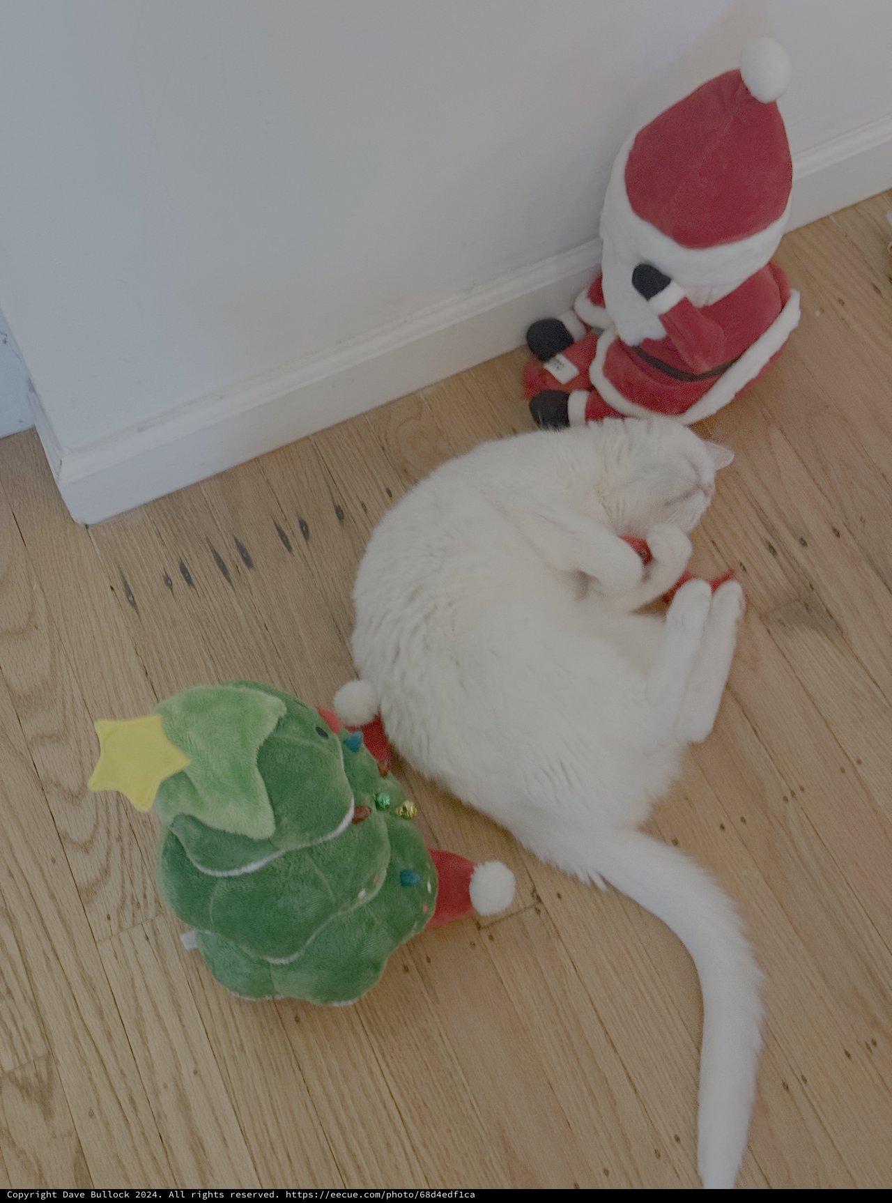 White Cat Playing with Christmas Toys