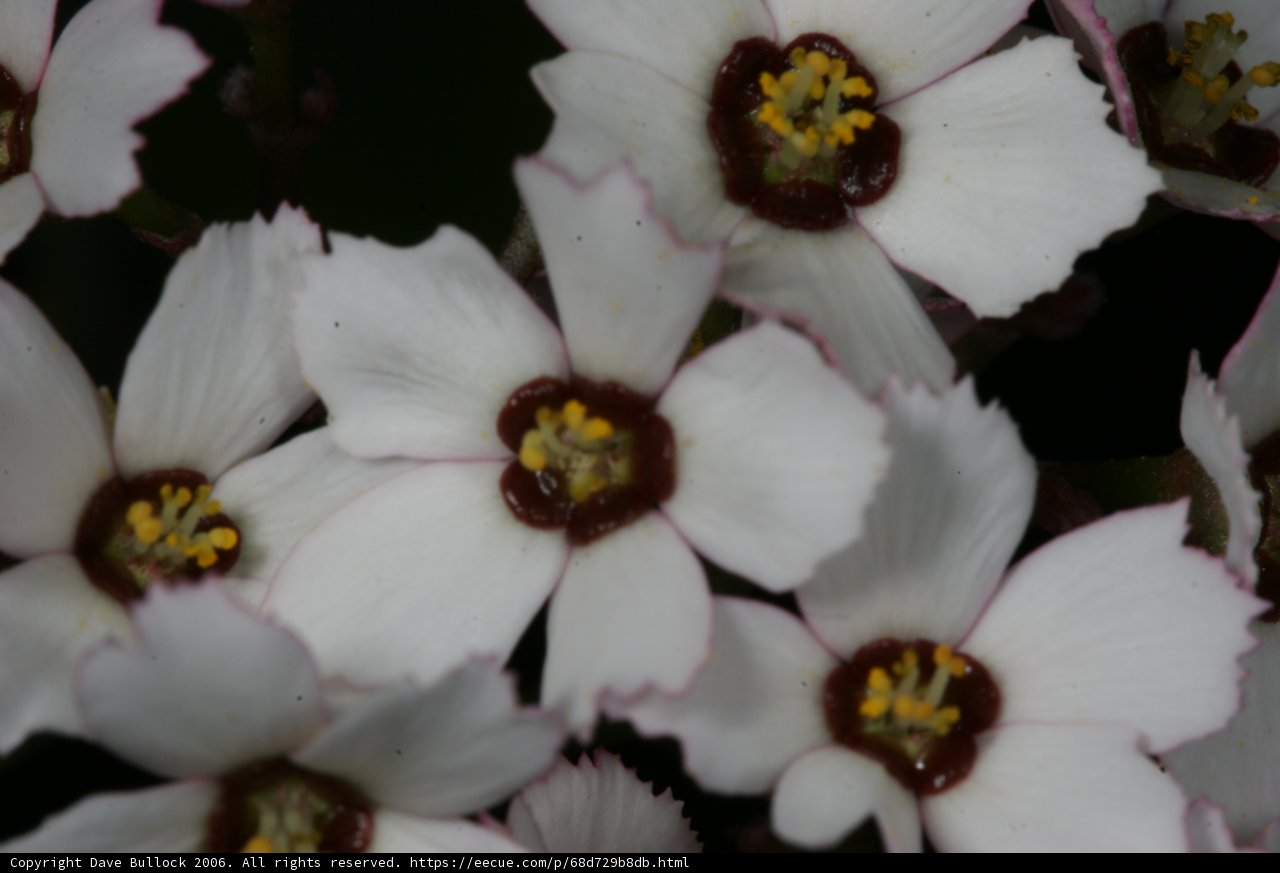 Blooming White Flowers with Brown Centers