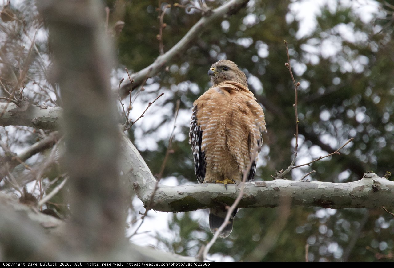 Red-Shouldered Hawk Perched on Winter Branch