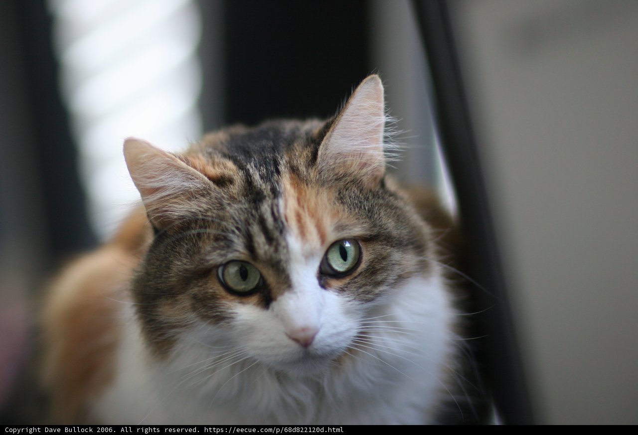 Feline Focus