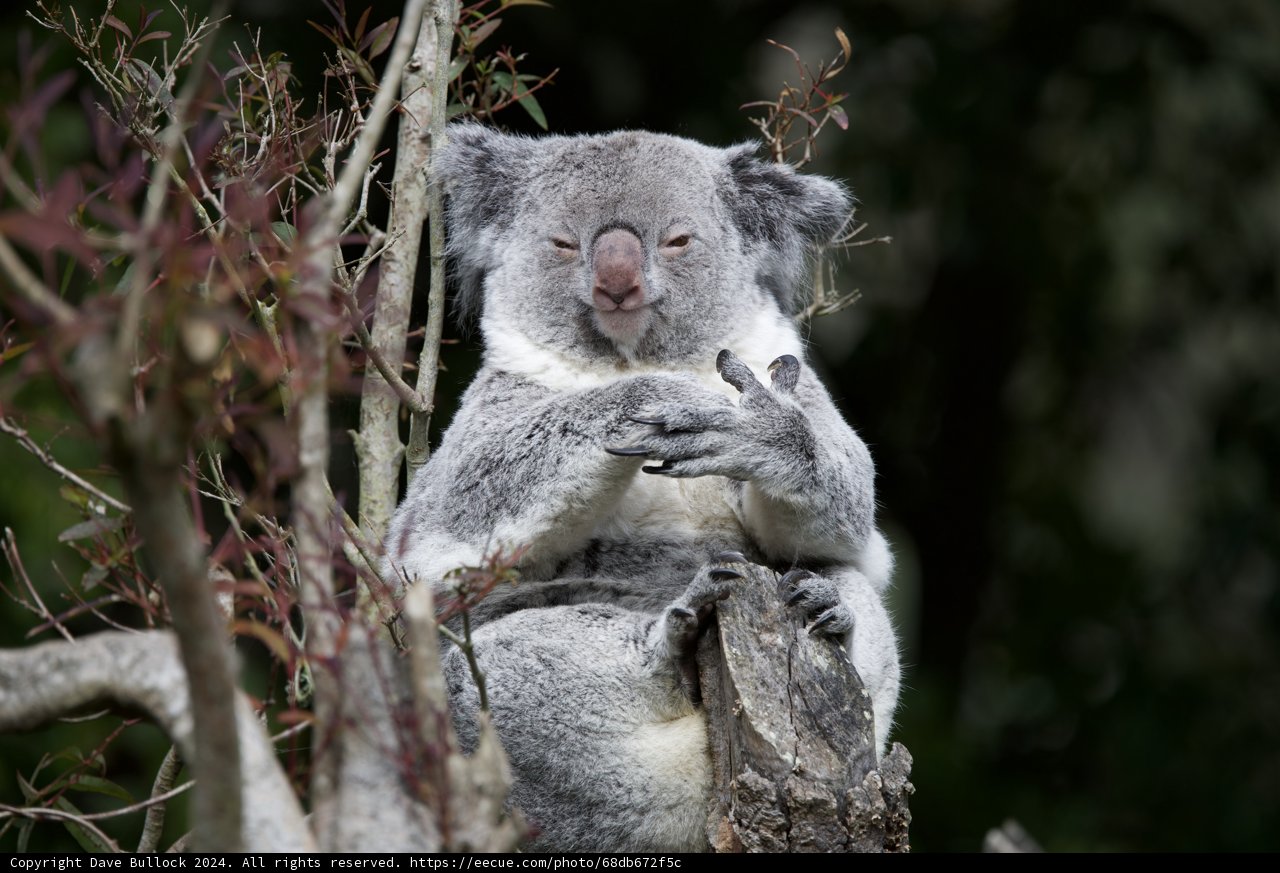 Serene Koala Moment at SF Zoo, 2024