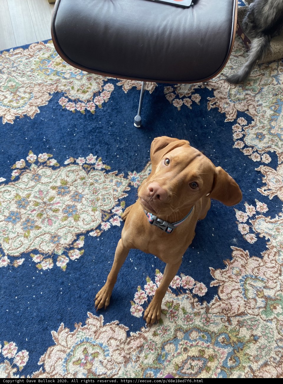 Furry Friend in a Cozy Living Room