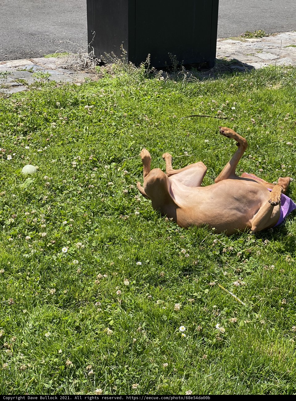 Relaxing Day in the Park