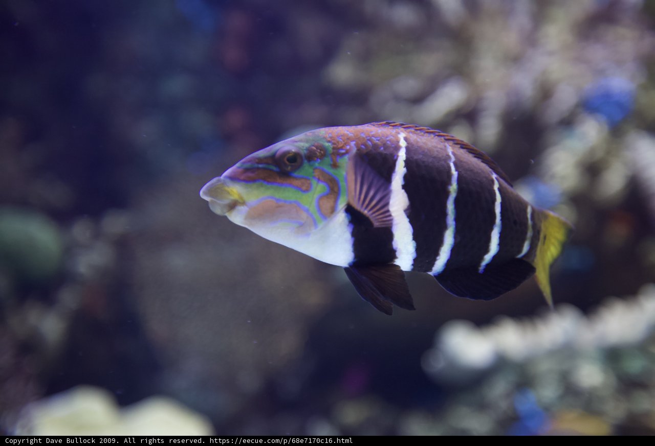Colorful Angelfish in Underwater Oasis