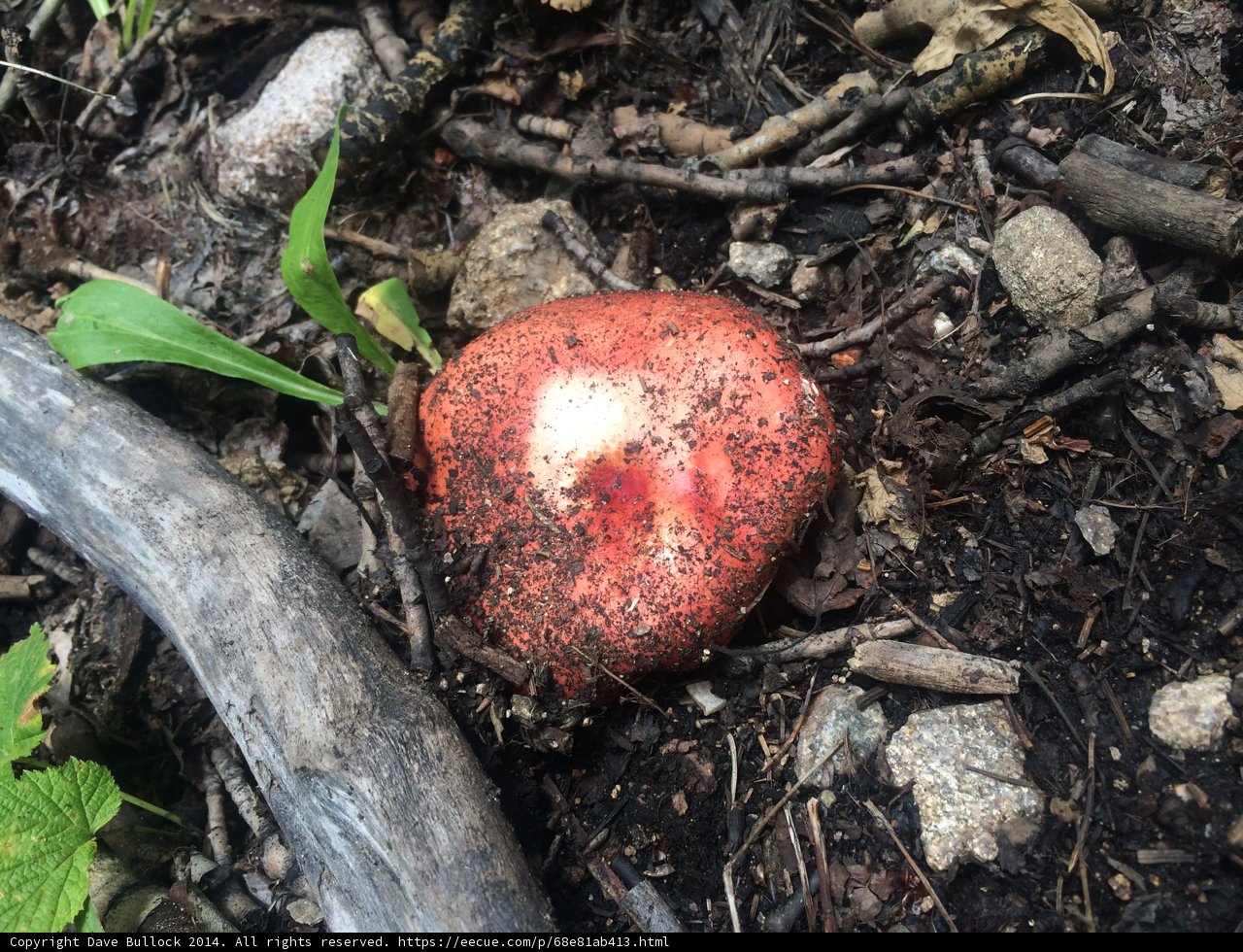 Red Amanita Mushroom in Santa Fe