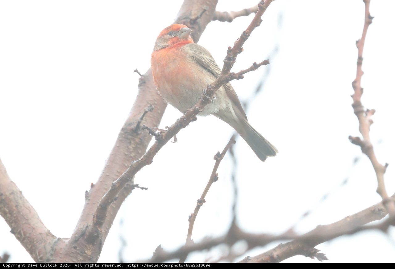 Pink House Finch Perched on Winter Branch