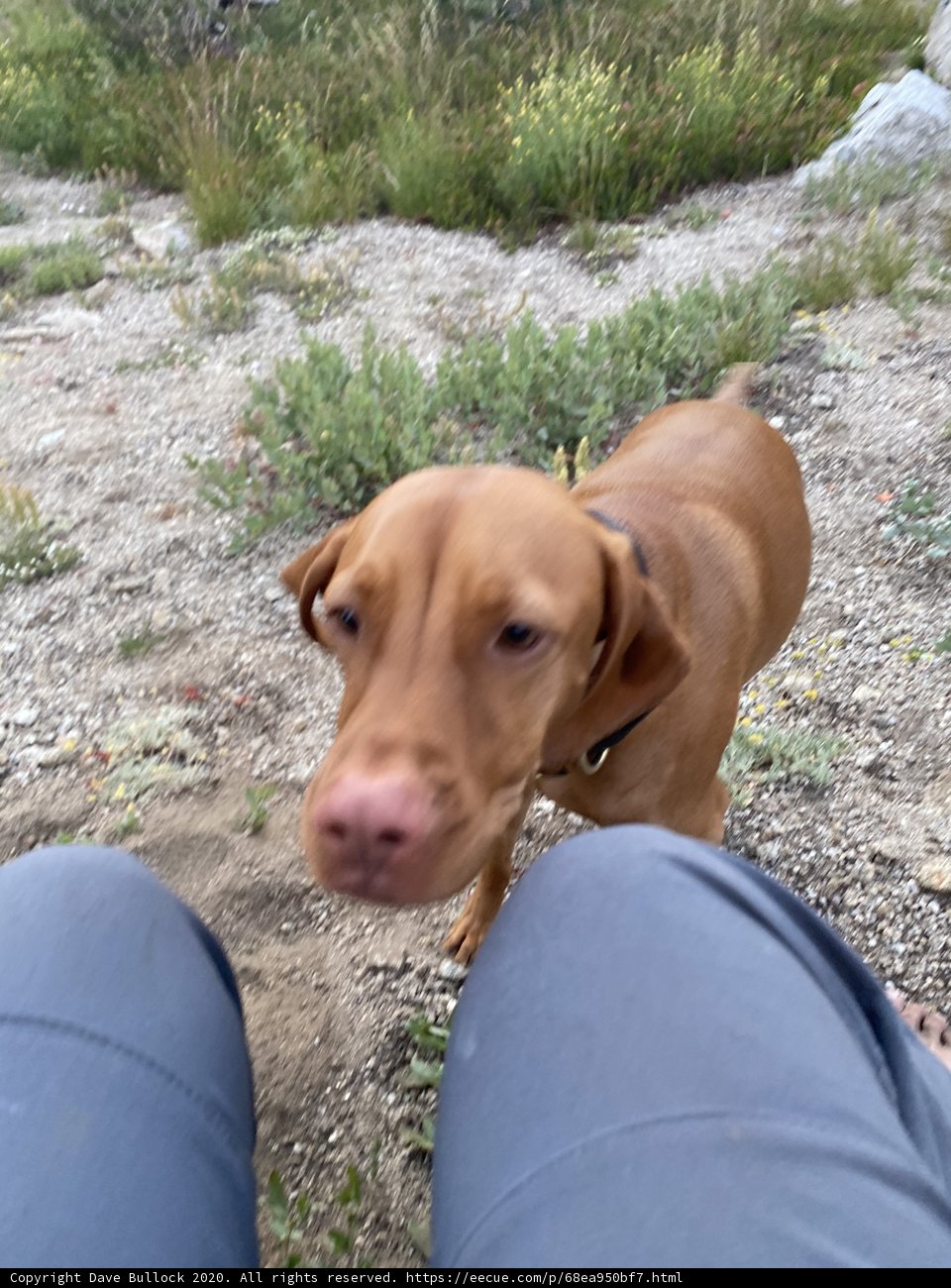 Canine in the Wilderness