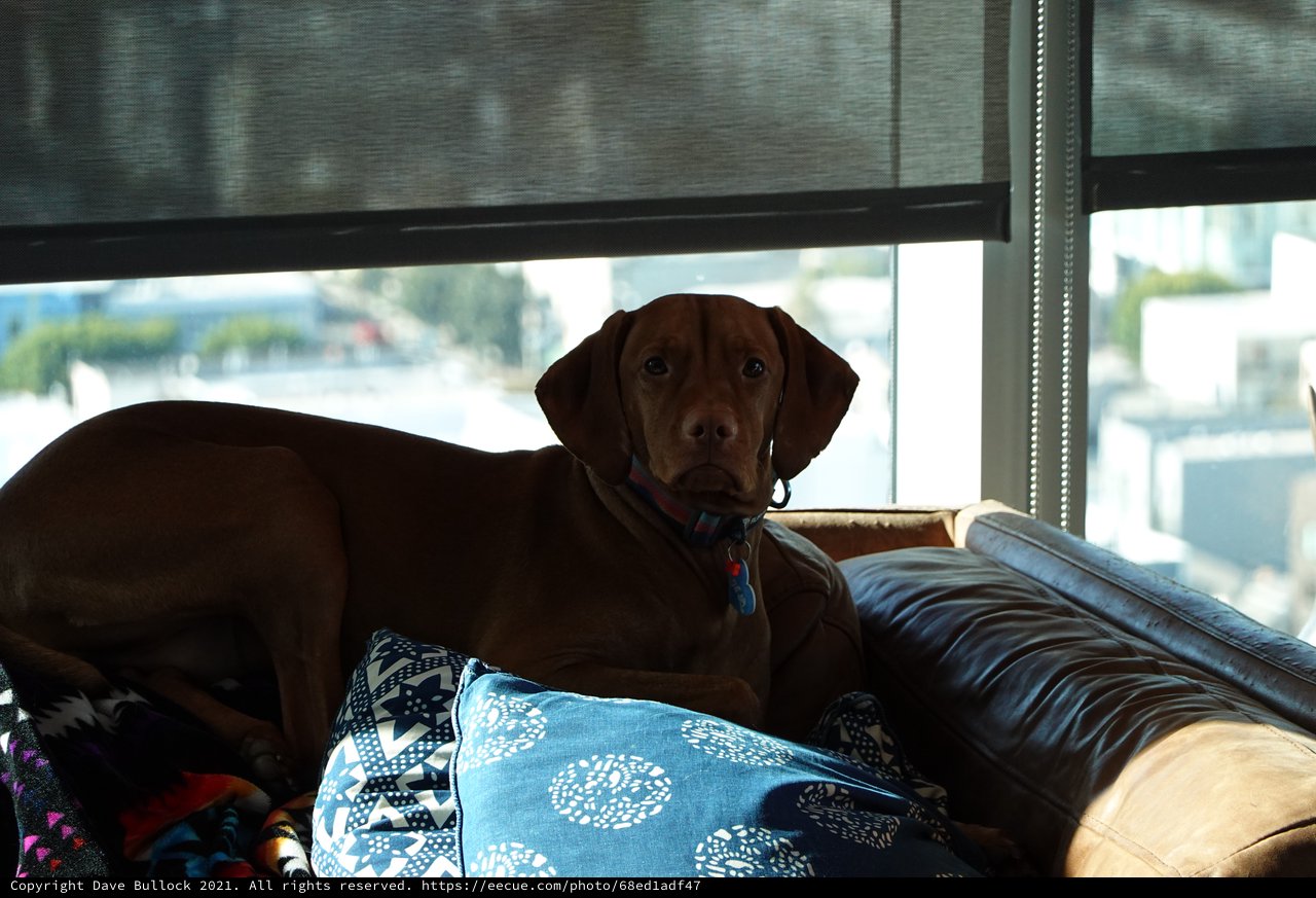 Brown Dog Relaxing on Living Room Couch