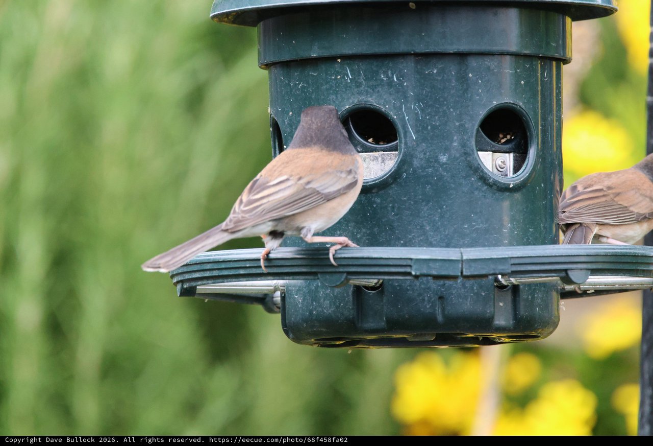Two Sparrows Sharing a Garden Bird Feeder