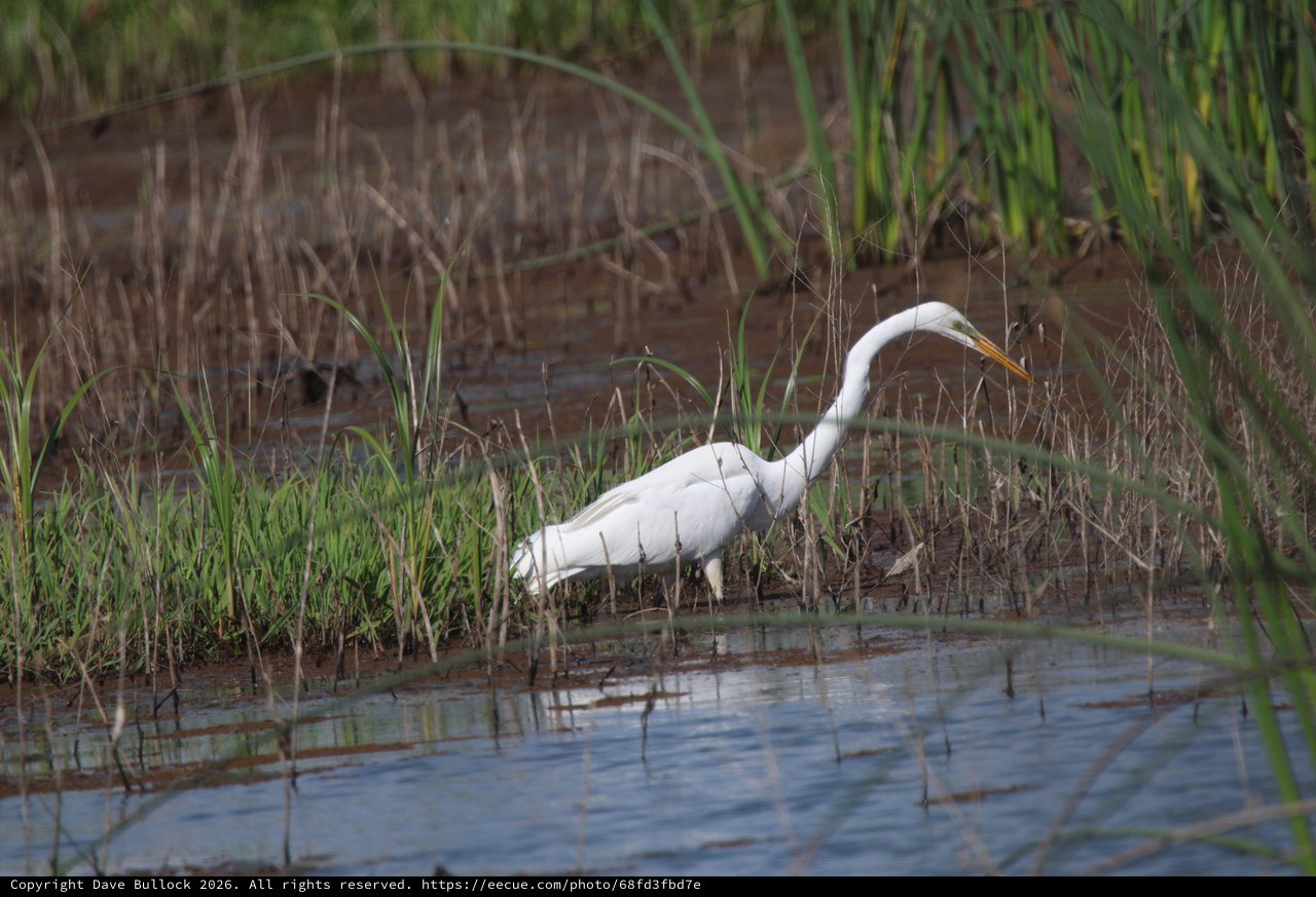 Great Egret Hunting in Wetland Marsh