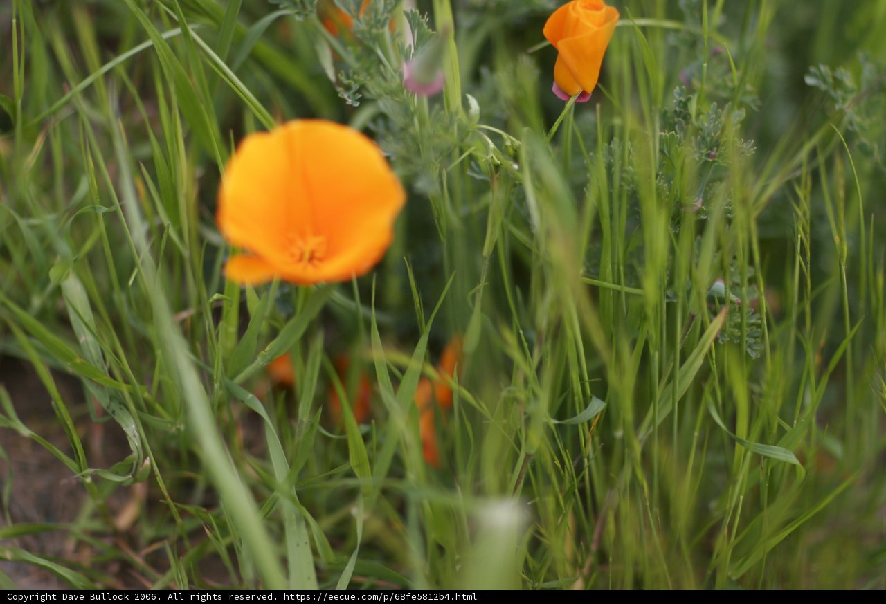 Fields of Gold