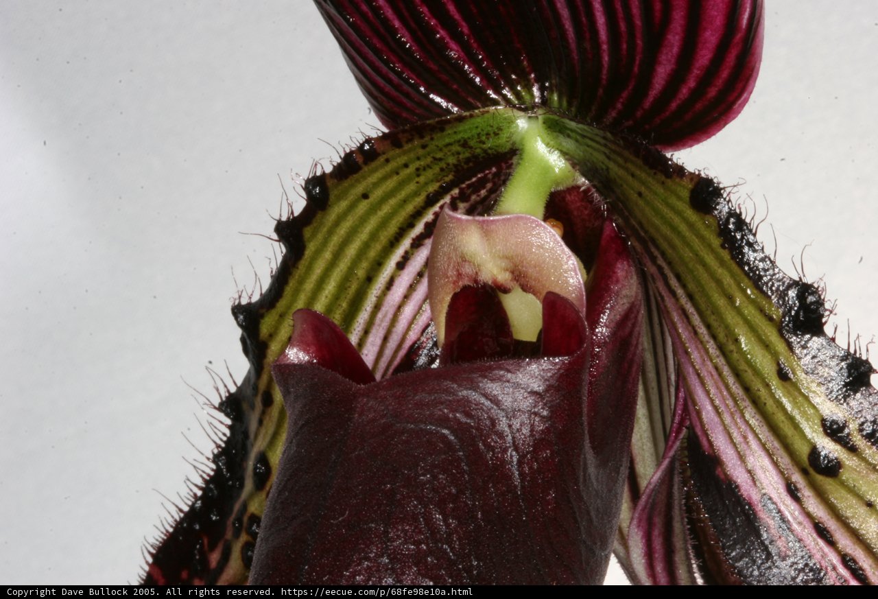 Purple Orchid in Bloom