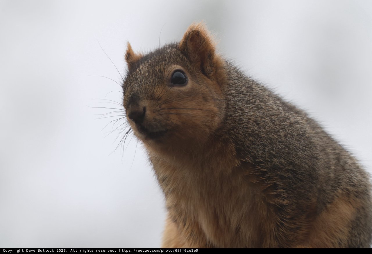 Curious Squirrel Portrait in Soft Winter Light