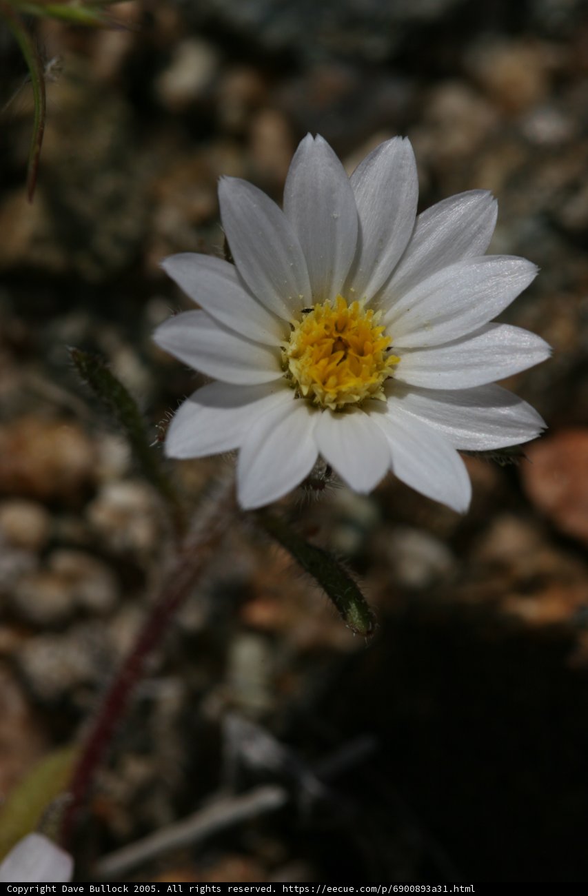 White Daisy on the Ground