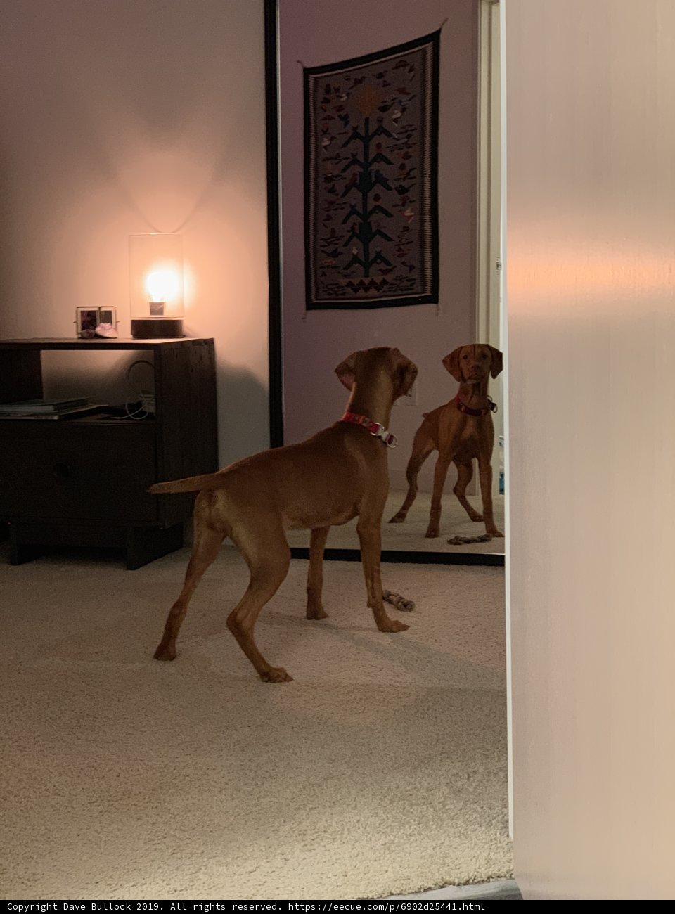 Reflective Hound