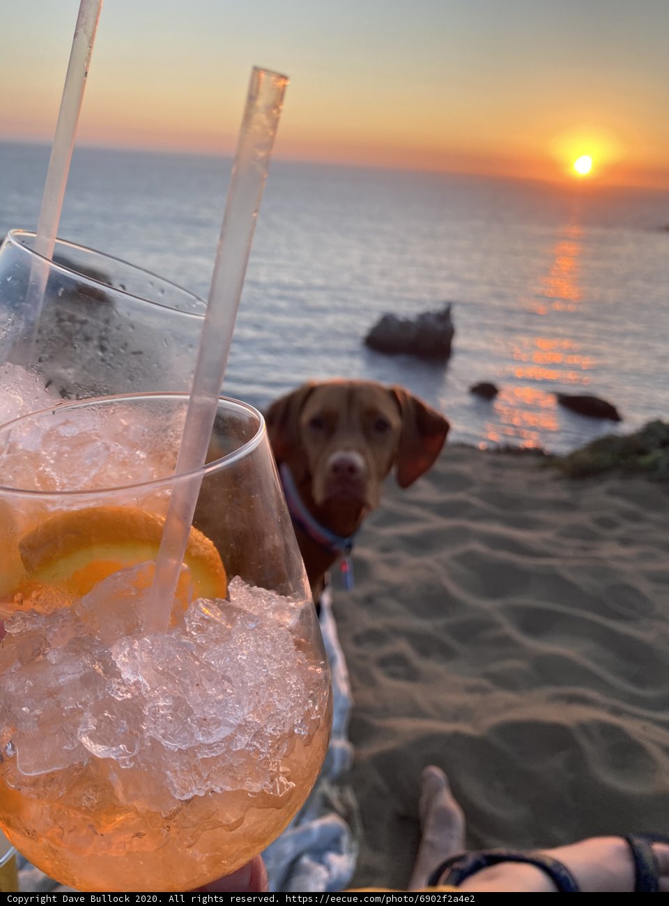 Sunset Sips with My Furry Best Friend