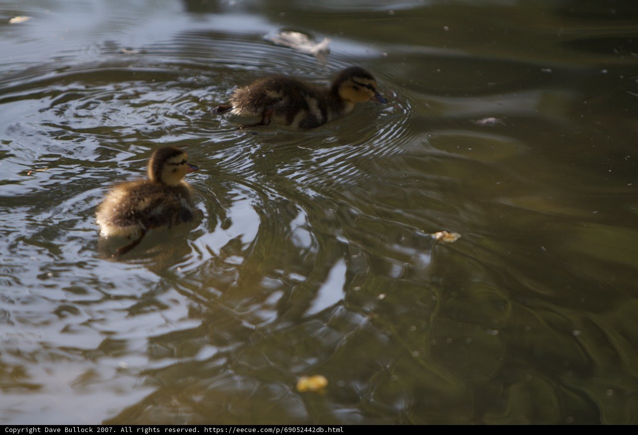 Swimming Ducklings