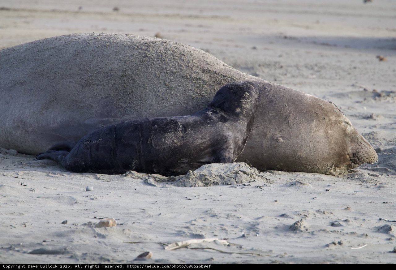 Northern Elephant Seal Mother and Pup Resting on Beach