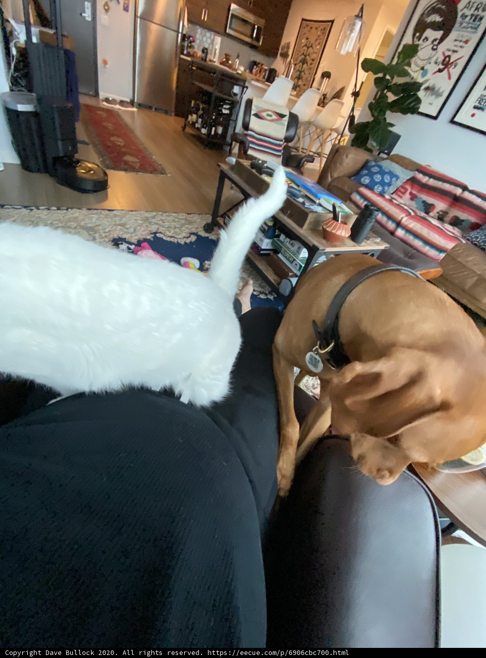 Furry Friends on the Couch