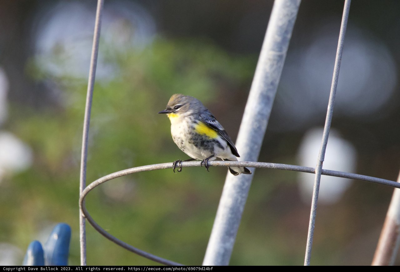 A Spec of Sunshine: Canary in Fort Mason