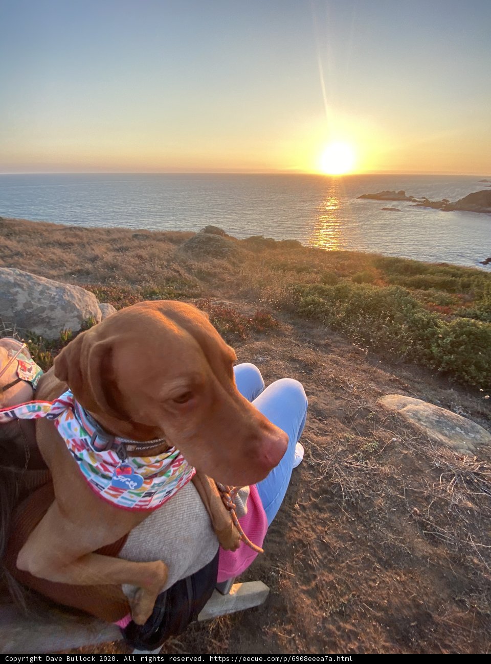 Sunset Serenade with Man's Best Friend