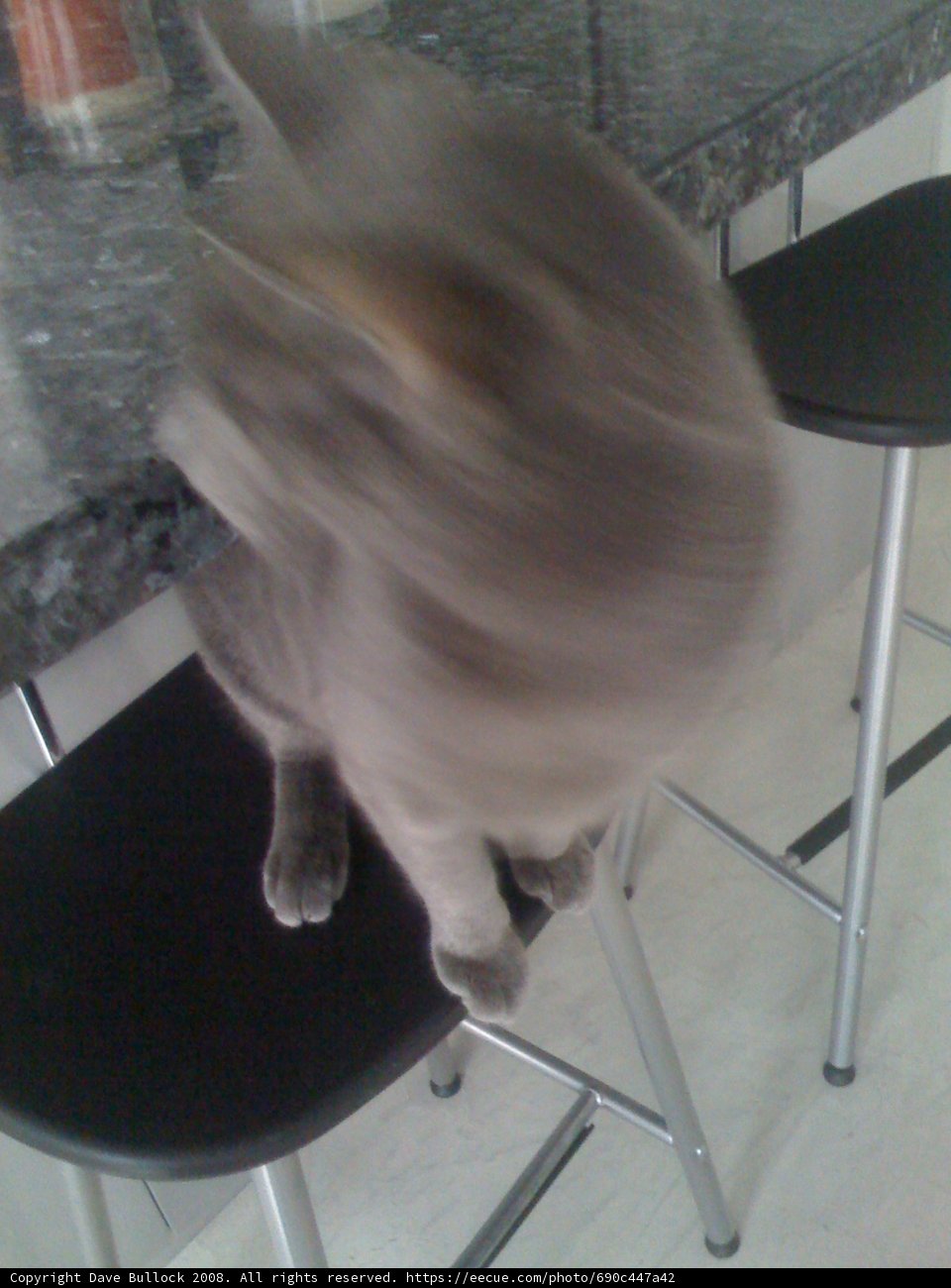 Feline Lounging on Bar Stool