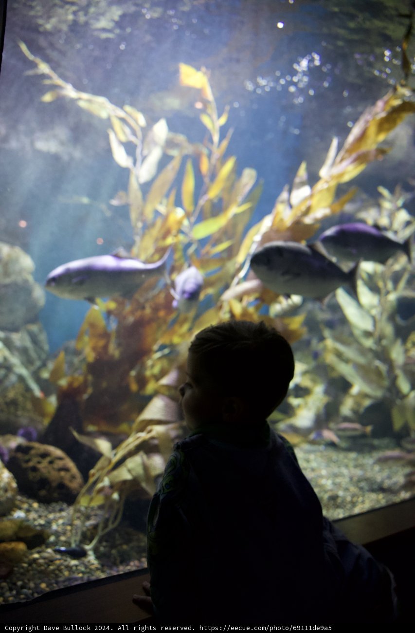 Enchantment Under the Sea - A Child's Wonder