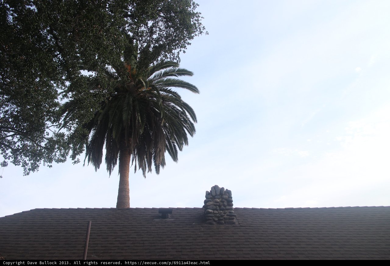 Palm Paradise on the Rooftop