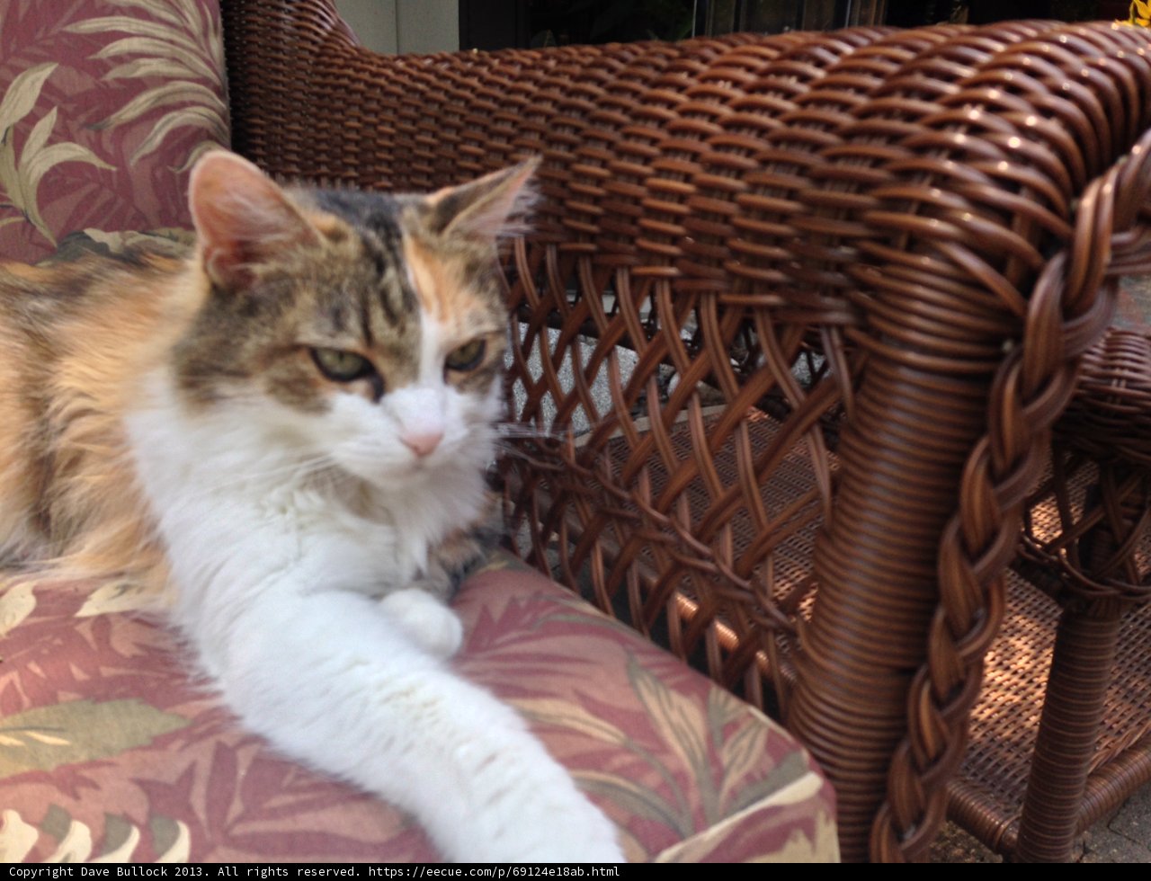 Feline Relaxation in Wicker Armchair