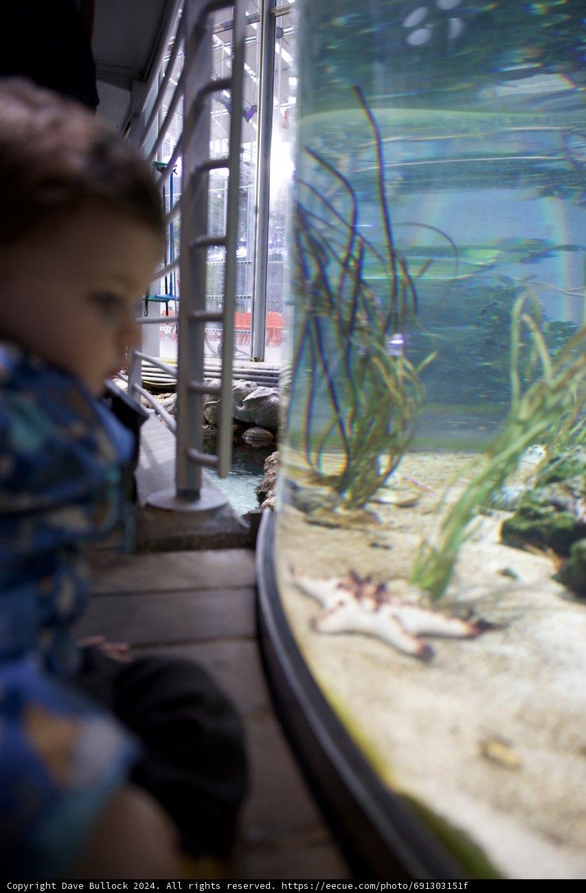 Awe at the Aquatic Wonders: Wesley's Exploration