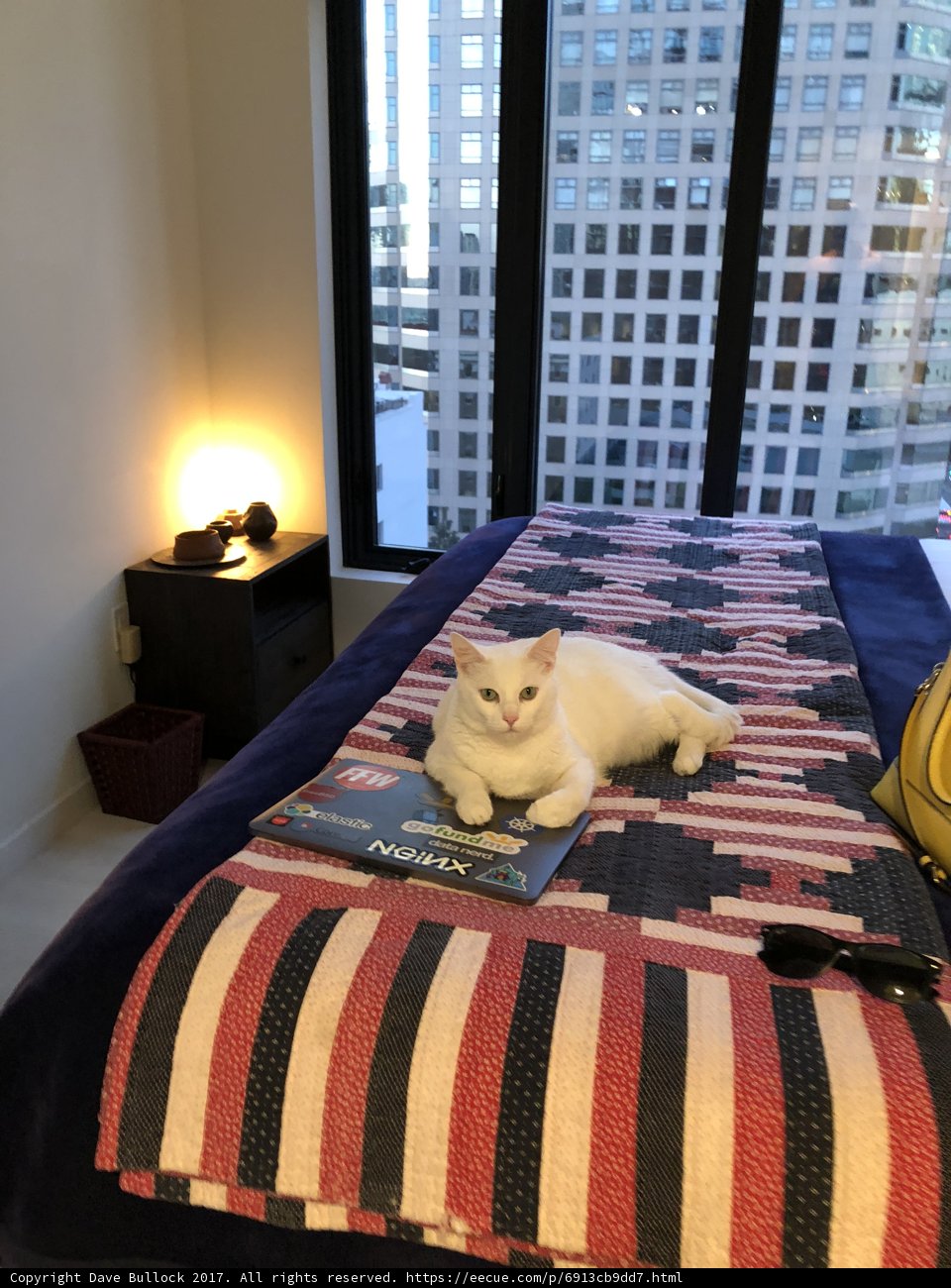 Cozy Reading Companion