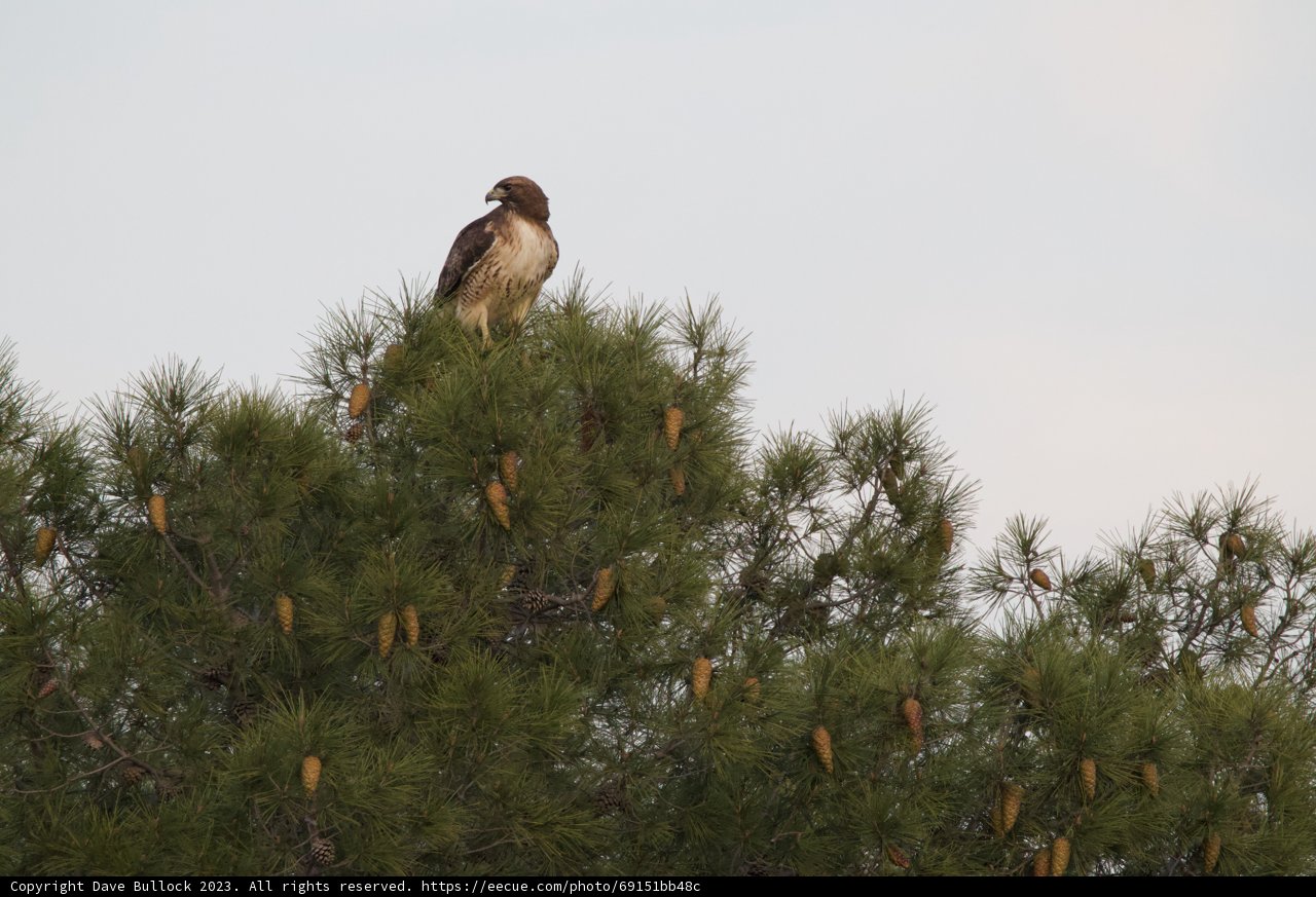 Hawk Overlook from a Pine Tree Tower