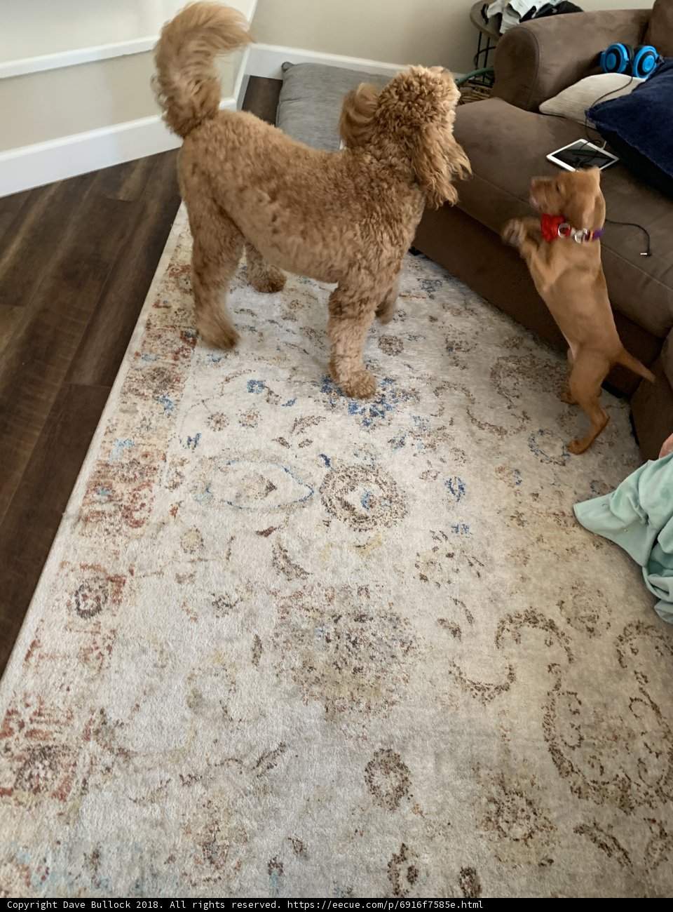 Fun on the Rug
