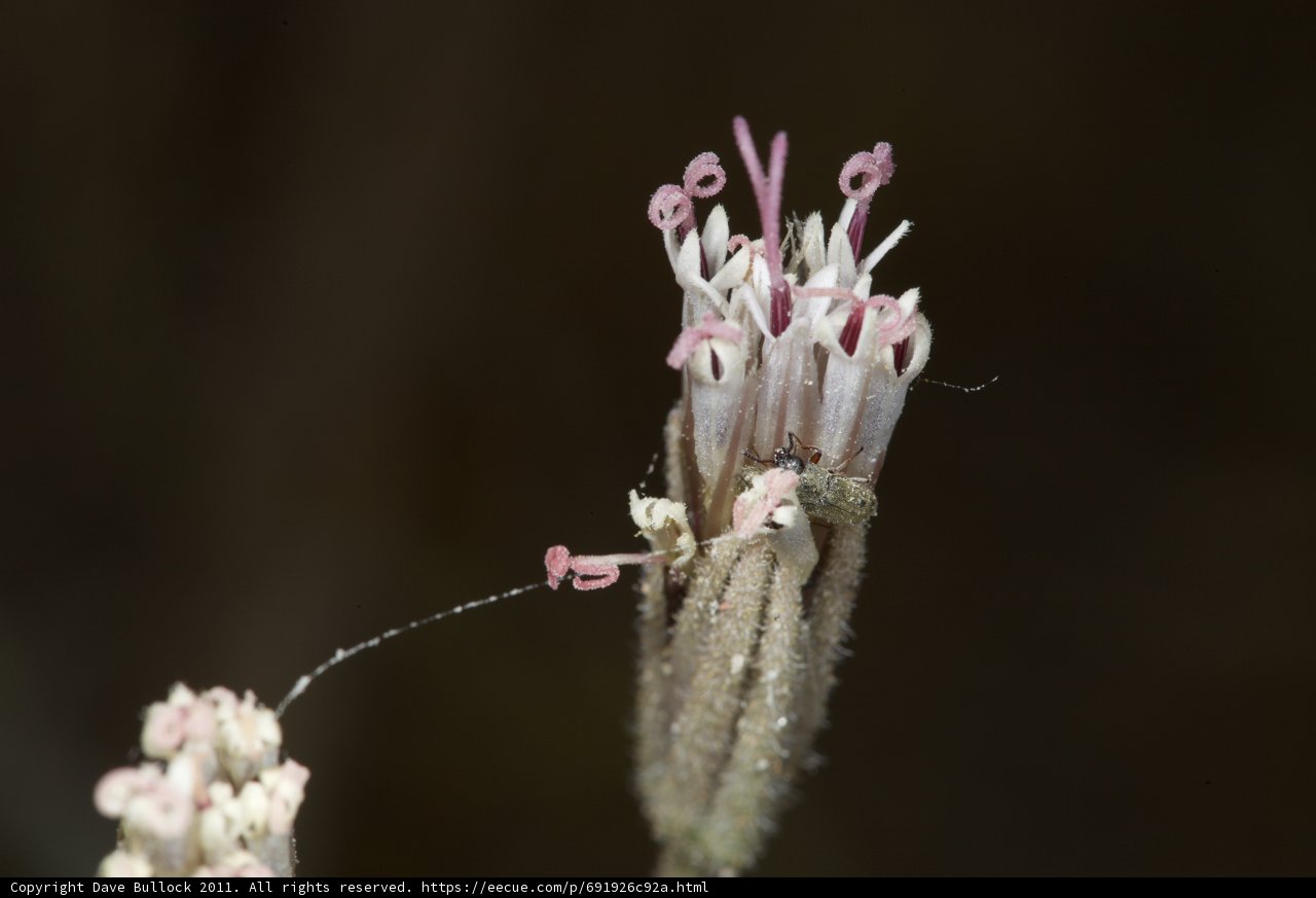 Close-up of a Pink Snapdragon Flower