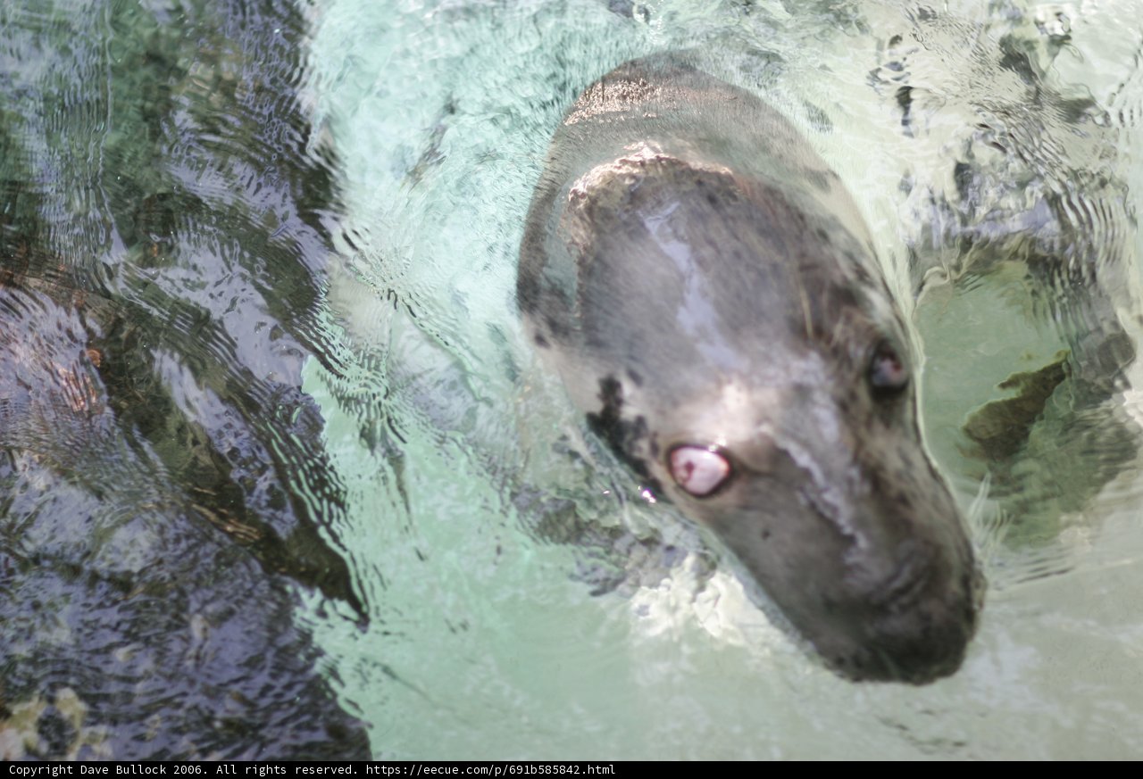 Swimming with the Seal