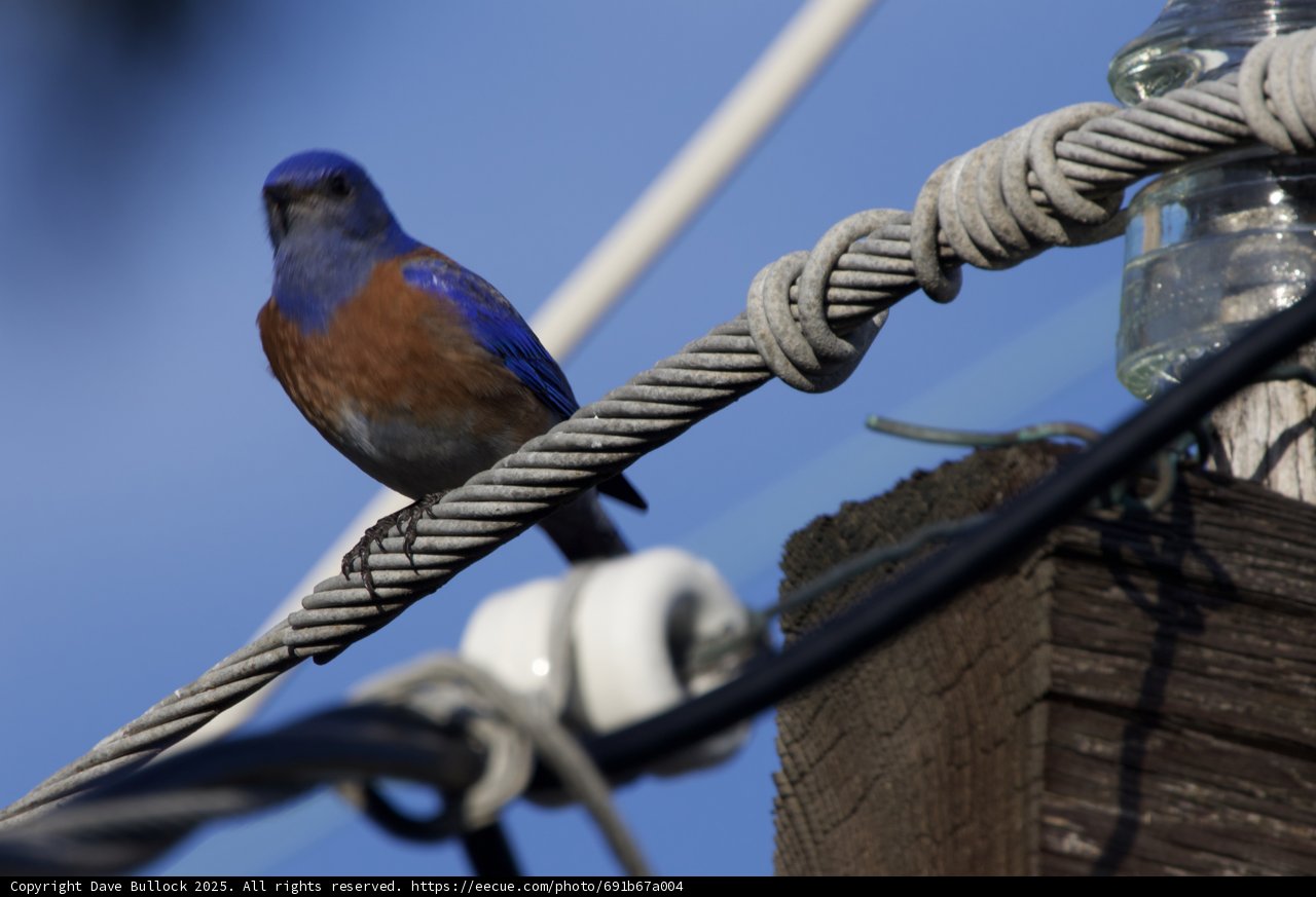Perched Beauty: A Western Bluebird's Tranquil Moment