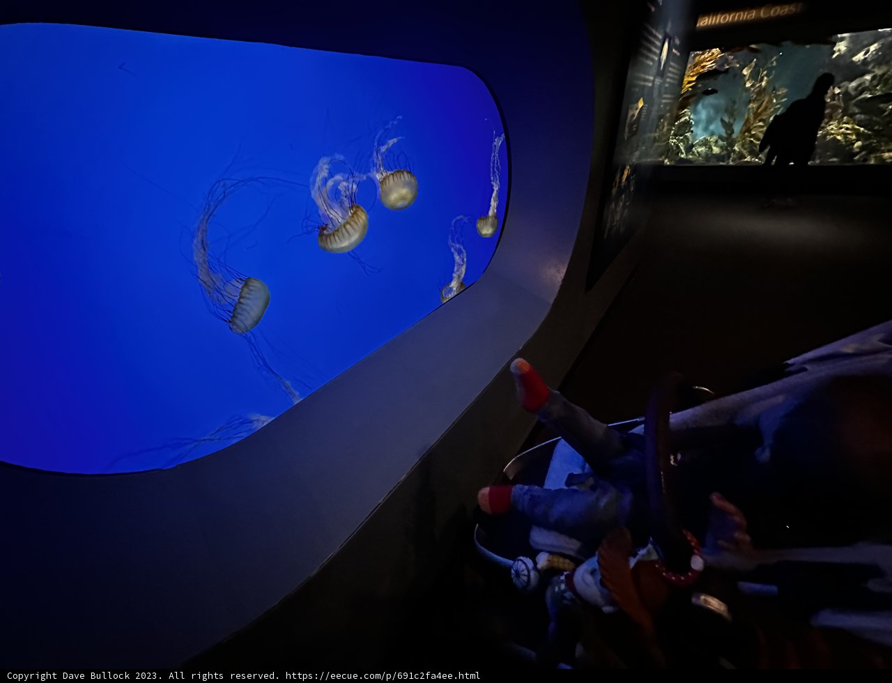 Underwater Marvels