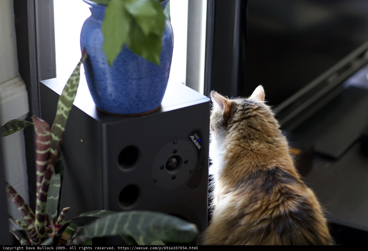 Feline Observations