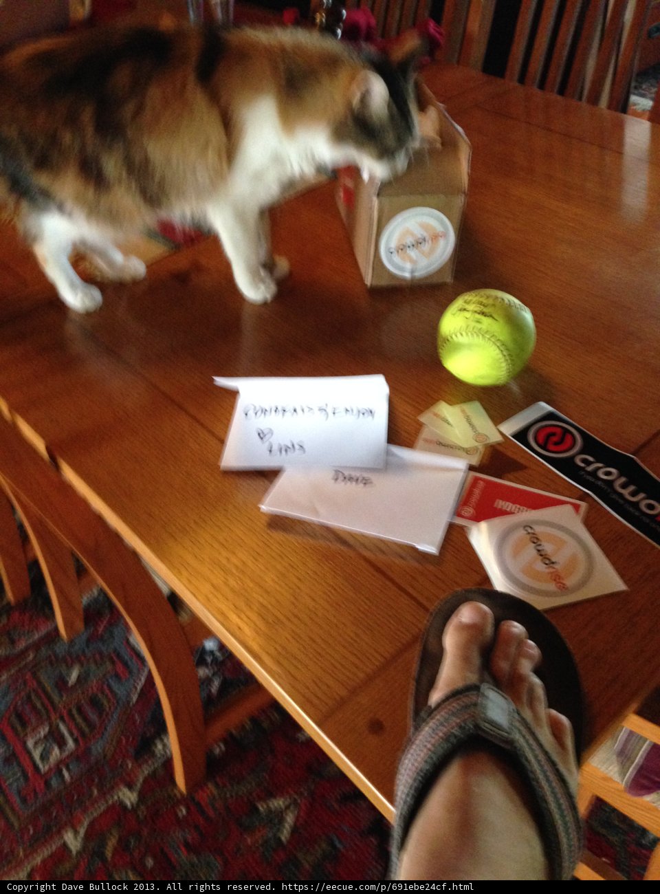 Feline Athlete