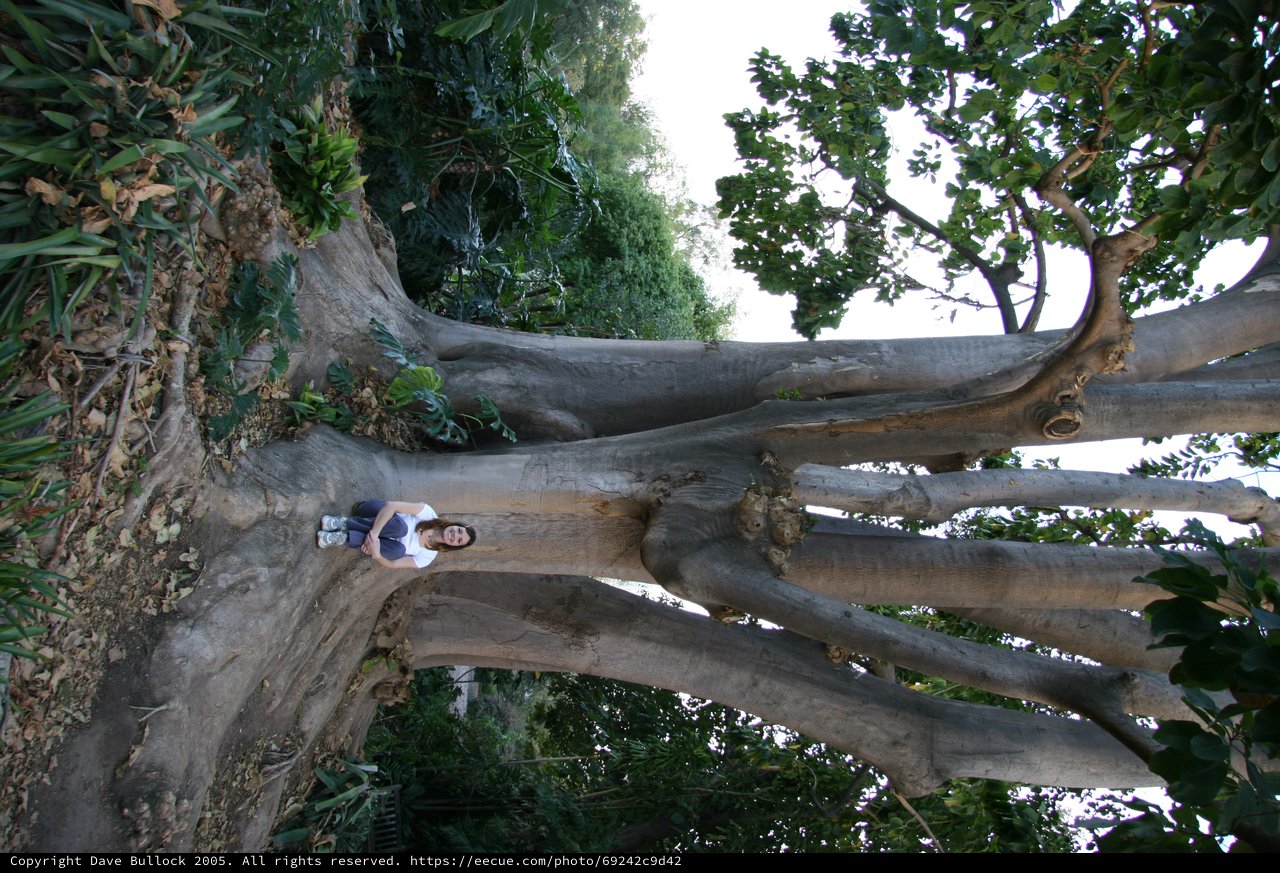 Woman Dwarfed by Massive Ancient Tropical Tree