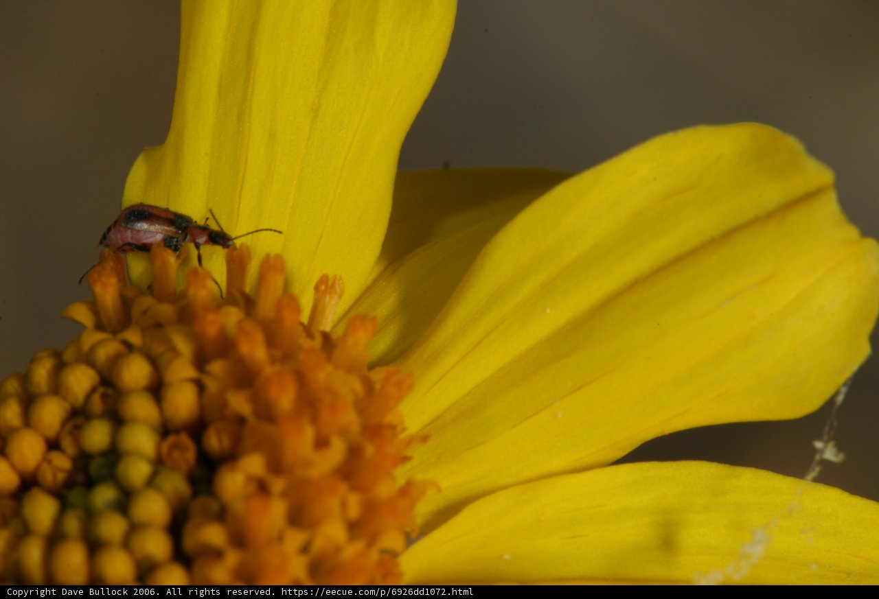 Little Bug, Big Pollen