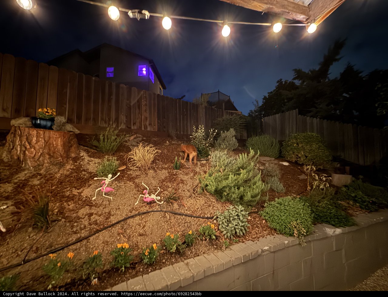 Enchanted Evening Garden