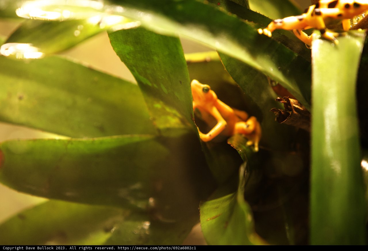 The Golden Frog Perched in Green